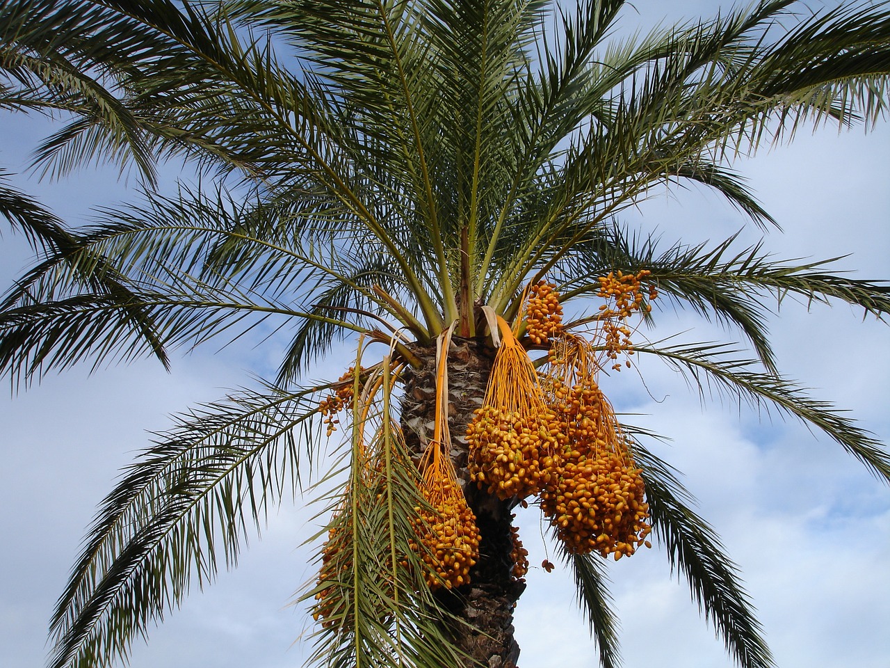 Datteln kaufen ᐅᐅ Ratgeber rund um die exotische Frucht